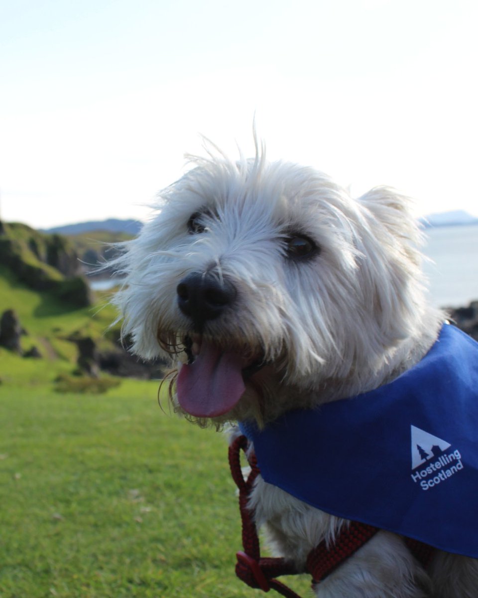 Treat your furry friend to a wonderful WoofHostelling experience at our Oban Youth Hostel this Summer 💙

@visitscotland @hihostels #oban #dog #dogvacation #woofhostelling #scottishhighlands #travelscotland