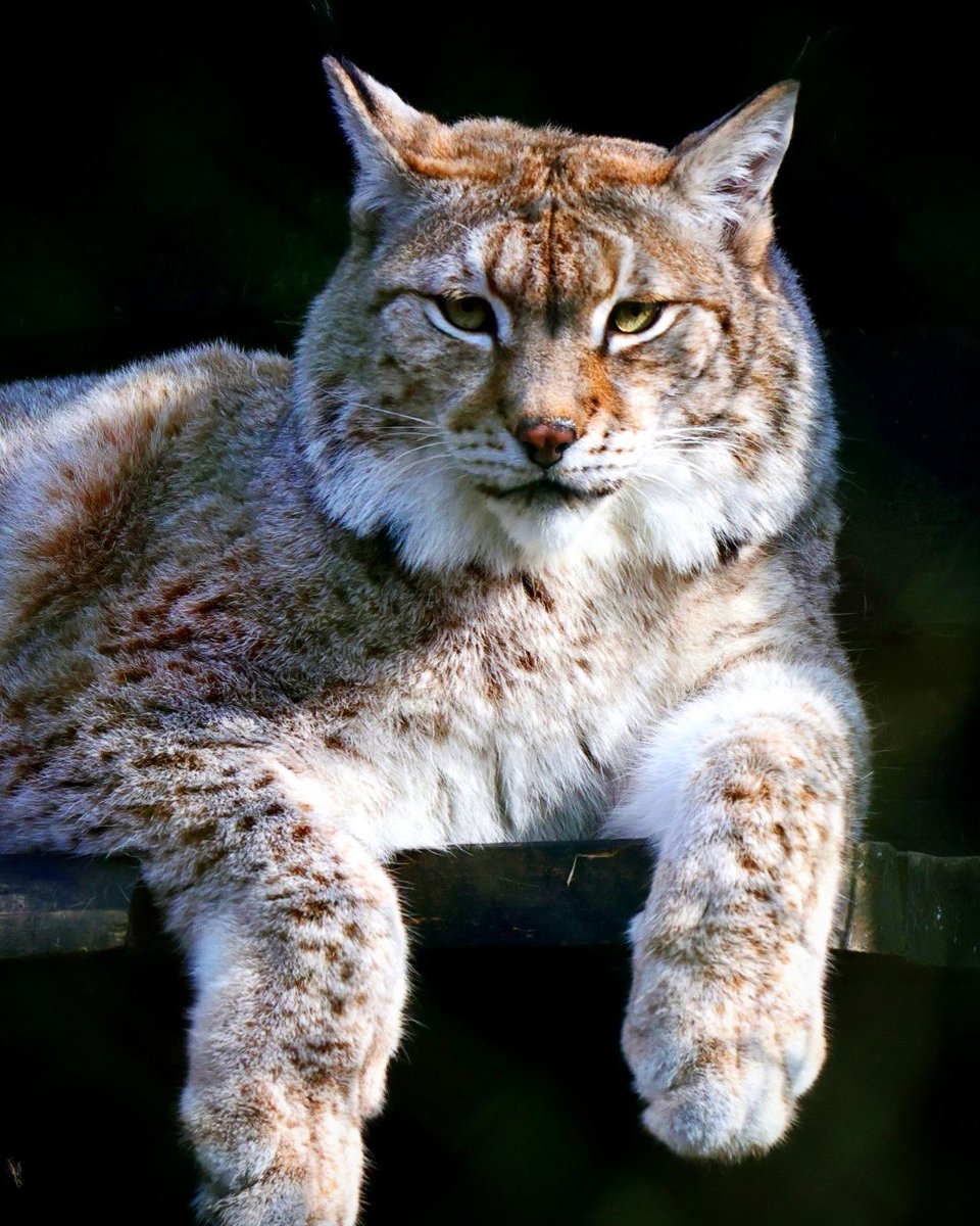 Meet our Eurasian Lynx, the undefeated champions of eye-staring contests! At Wildwood Kent we have two Lynx siblings, Flossie and Torridon. You can often spot them sunbathing on their platforms, soaking up the sunshine. 📸 Dave Butcher #wildwoodkent #kent #lynx #hernebay