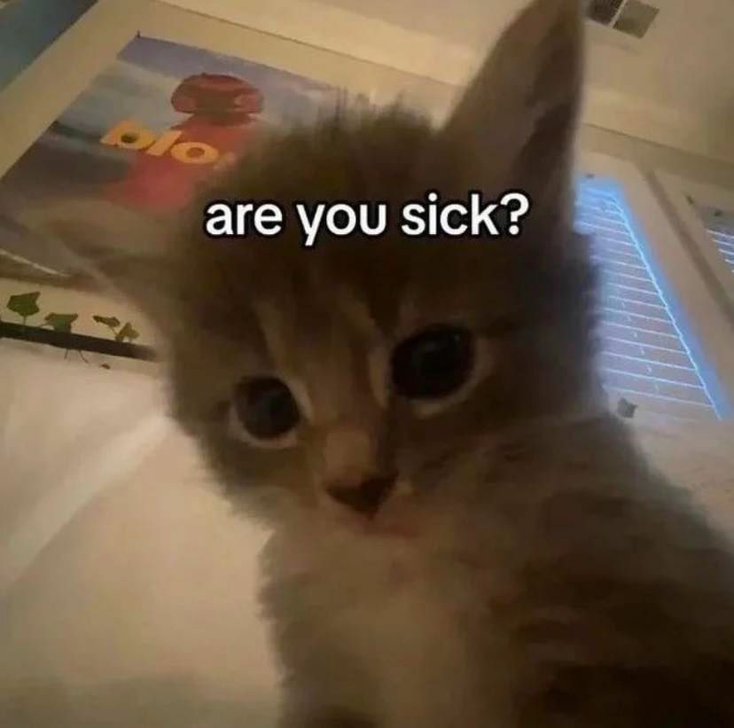 Why you should have a cat tweet media