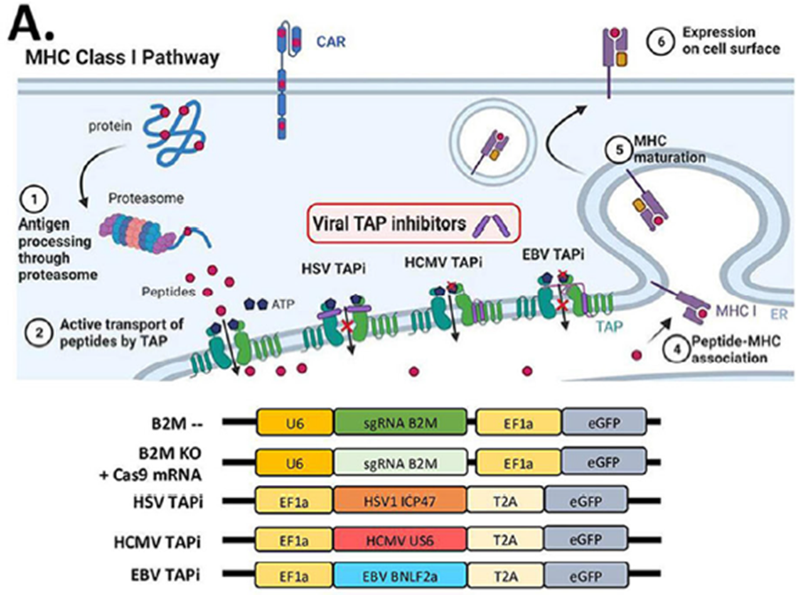 CAR-T cells using murine scFv can be targeted by the patient’s immune system; Grauwet et al. (at Harvard) in J Immunother Cancer reveal how to combat this with “stealth transgenes” in the CAR-T cells that reduce their antigen and MHC expression. tinyurl.com/stealthCART