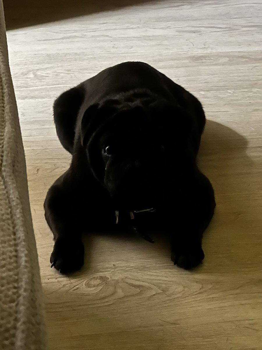 Иногда жалею, что на любую встречу нельзя притащить собаку 😹 смотрит, как я матерю такси)