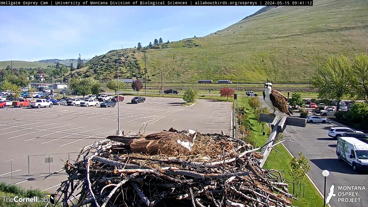 09:41, 5/15 Yes, Iris is back and another shift change! #HellgateOsprey