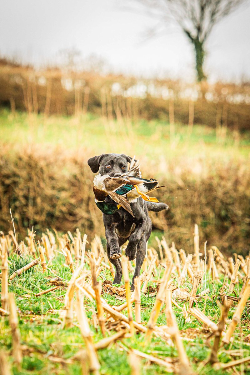 Some lovely images from @threevalleys_.shoot! 📸

A #newlisting on GunsOnPegs, located in Devon and offering 200+ mix bag days 🤌

➡️To see one happy Lab!