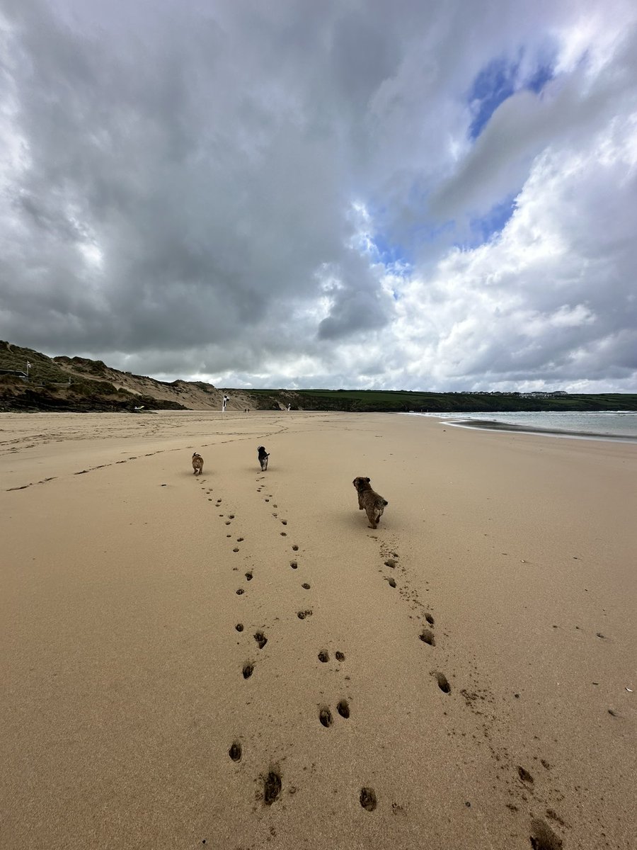 Fun times at Crantock beach with #btposse pals @bruffbt @trudyterrier Properly put some pep in my step pals 😆🐾🤣 #ScrappyNelson #dogsofX #btposse #Cornwall #ScrappyHolibobs #wednesdaymotivation