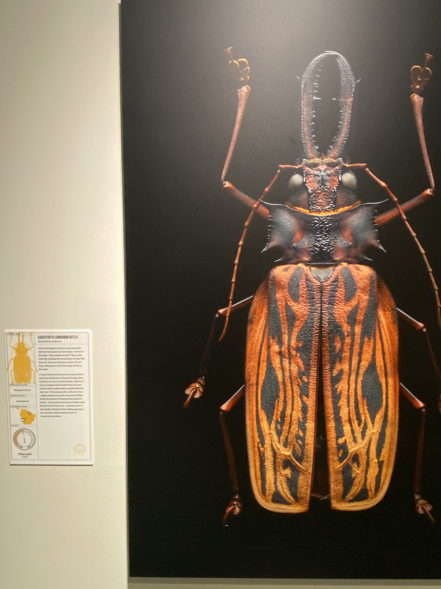 I am in a museum in New York rn but holy SHIT, the EXTINCT INSECT SECTION IS SO BADASS???

SABERTOOTH LONGHORN BEETLE?? SO PEAK