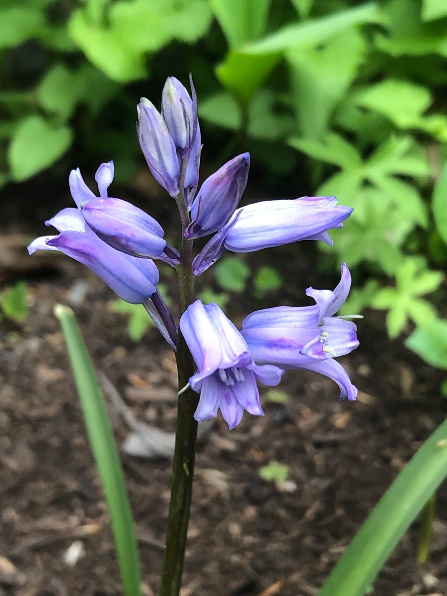 What kind of bluebell is this? Popped up in my garden and I love it. @GardeningWell @JardinDesign