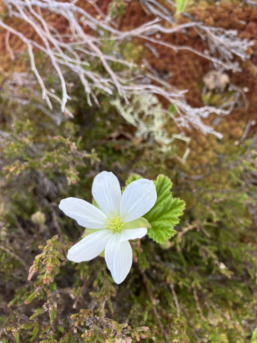 Mountain flower season is now under way in the Cairngorms! Here’s some trailing azalea and cloudberry