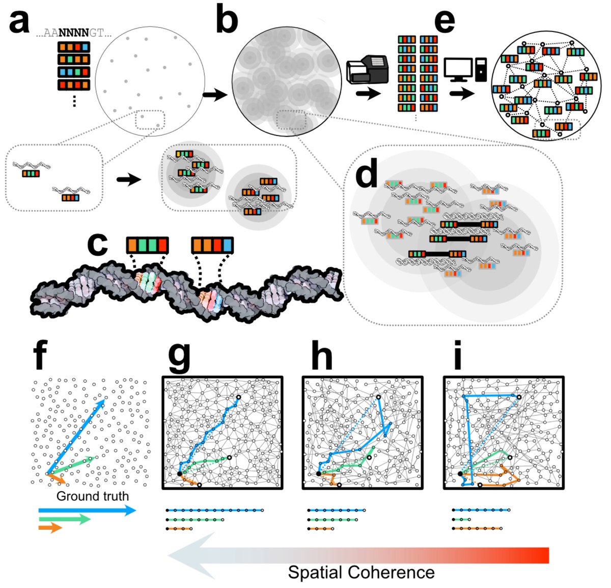 Spatial Coherence of DNA Barcode Networks biorxiv.org/content/10.110…