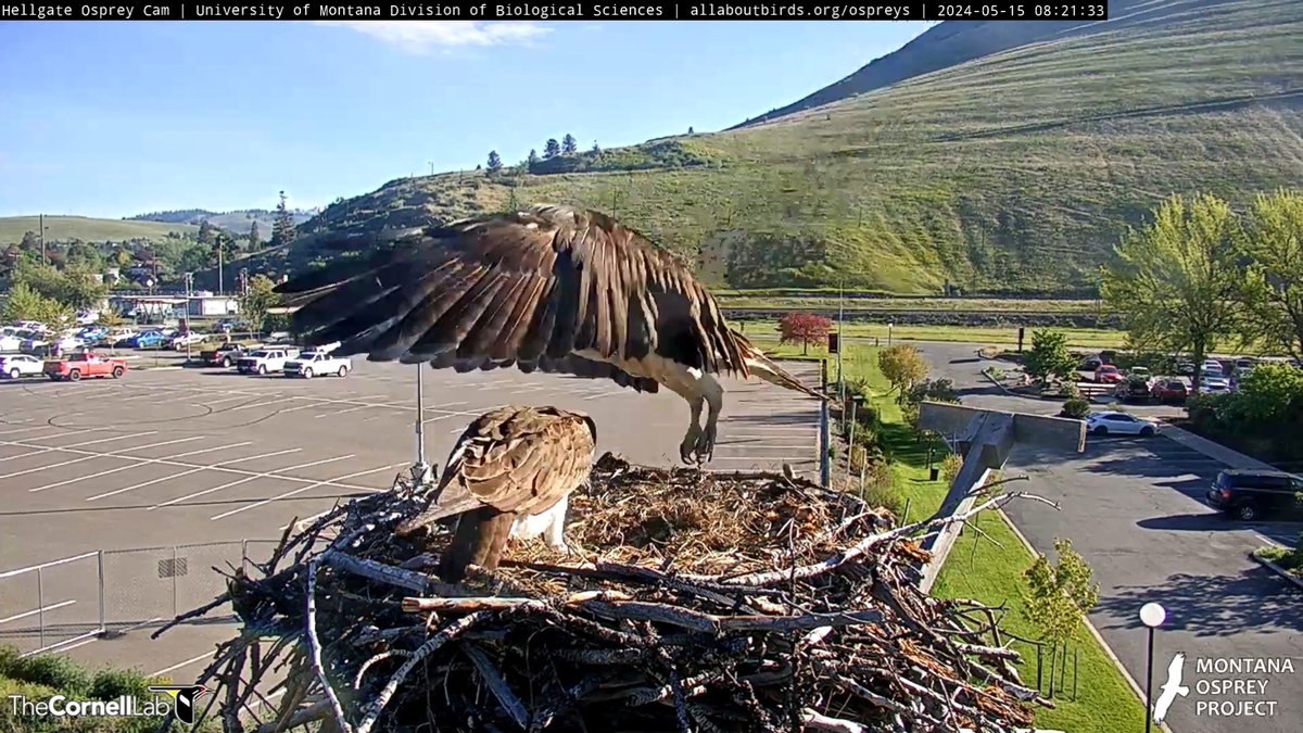 08:21, 5/15 Yet another shift change as NG flies to the perch, then to the nest to incubate as Iris departs on another break. They are a well-oiled tag team!! #HellgateOsprey