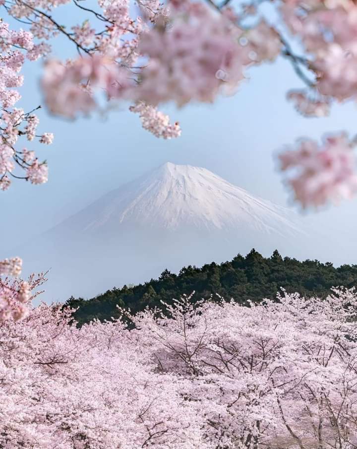 Enjoy Mt. Fuji and beautiful cherry blossom scenery at the same time!