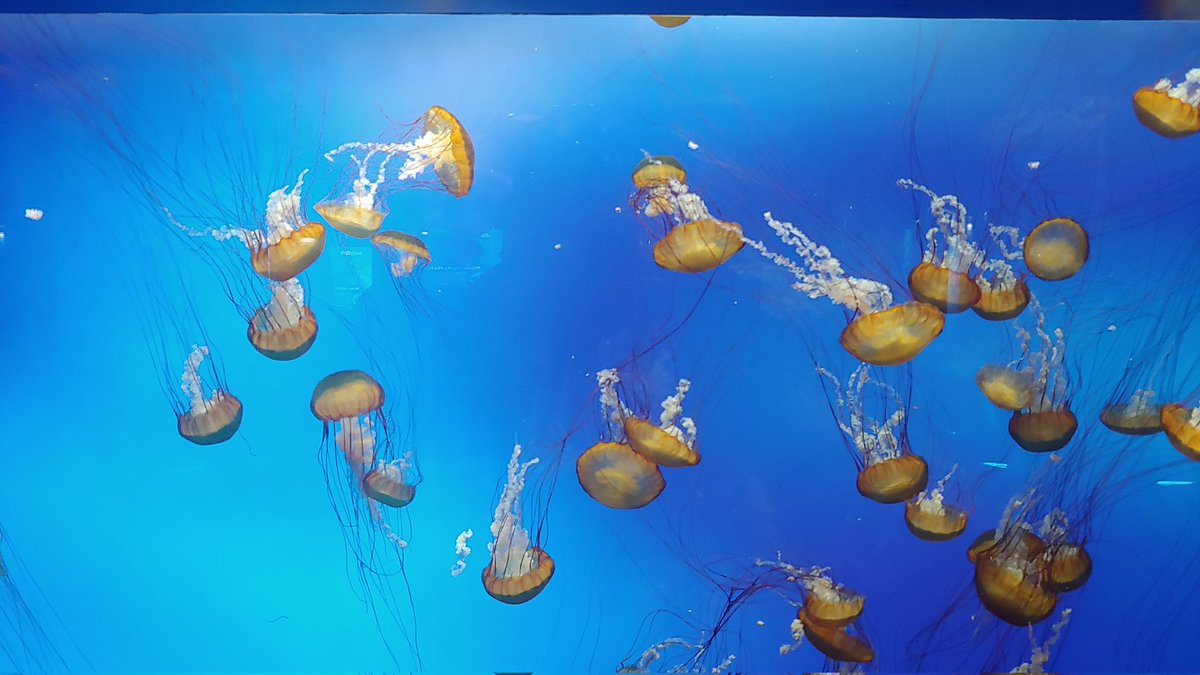 I loved the jellyfish tanks at the Moody Gardens Aquarium in Galveston, host of the NATJA conference.  @tweetNATJA @MoodyGardens #natjaingalveston #visitgalveston