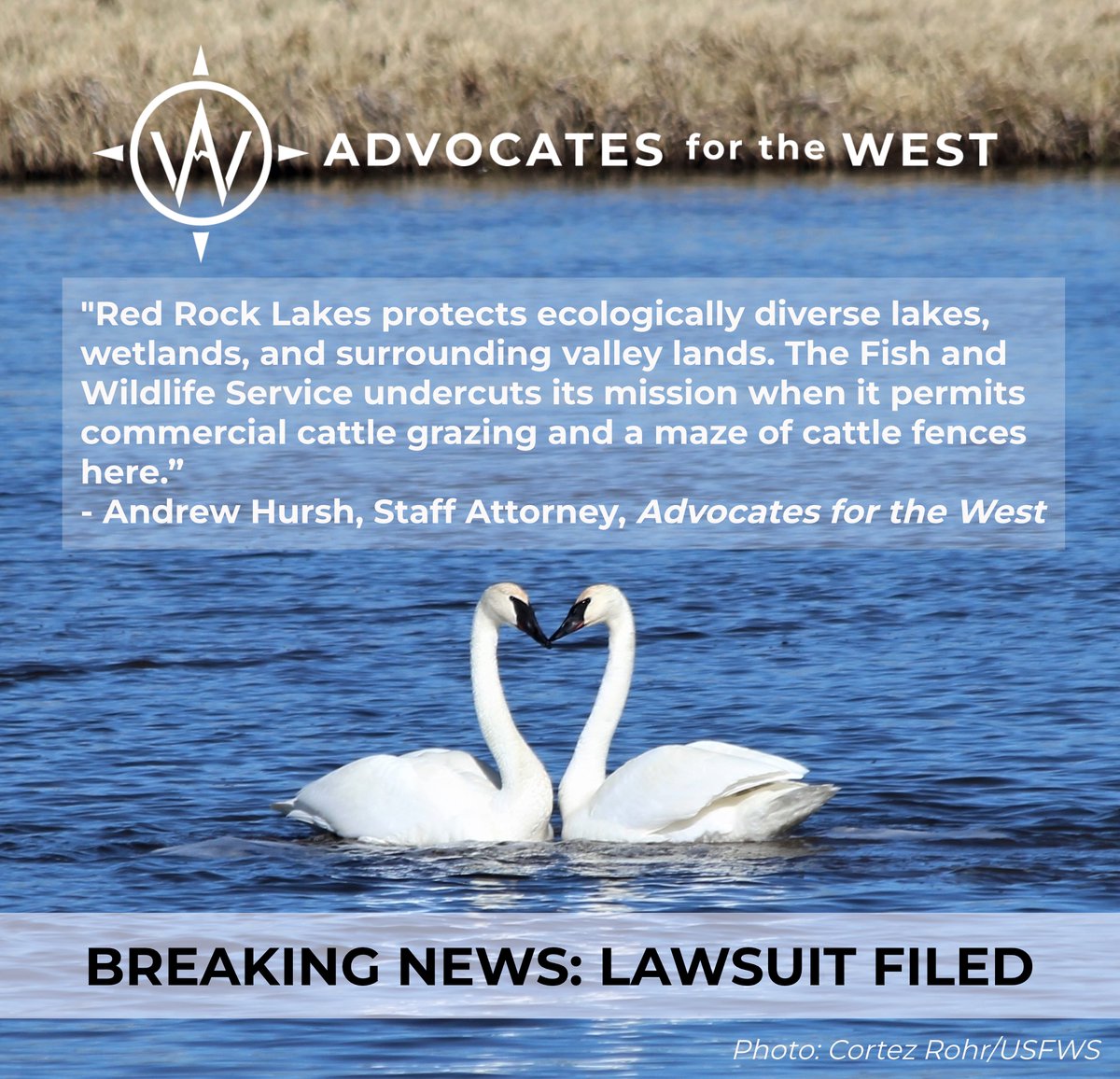 @AdvocatesWest & our partners at @wildearthguard & @wildadvocate filed a lawsuit against the U.S. Fish and Wildlife Service for failing to ensure cattle grazing on the Red Rock Lakes National Wildlife Refuge in MT does not harm wildlife. Learn more 🔗: bit.ly/4dG1WaS