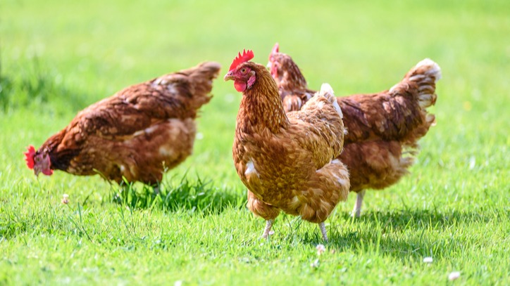 We are announcing a new grant for laying hen and pullet keepers in England 🐔 Keepers will be able to apply for funding for two types of projects that will help them improve the health, welfare, and productivity of their flocks. Read more here ⬇️ defrafarming.blog.gov.uk/2024/05/15/int…