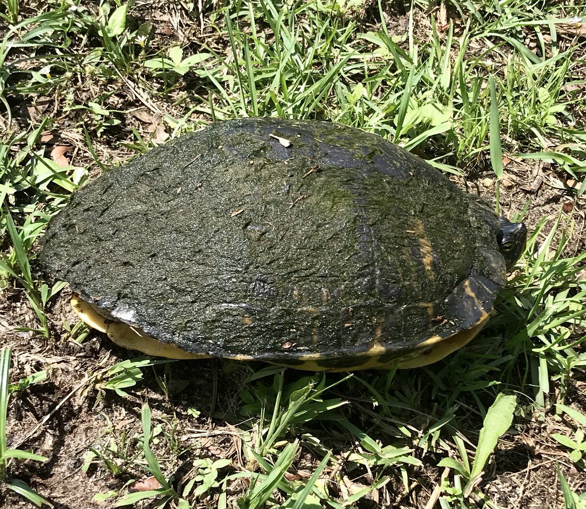 Near the end of yesterday’s run, I saw 2 vehicles swerve—& this 🐢 hauling cookies across the road, into the lane near me. I 🏃‍♂️ in the lane for the last 75+ yards to try to keep 🚗 from flying by (👀 behind me). 🐢 paused on the shoulder; I moved it from there. Whew! #RunChat