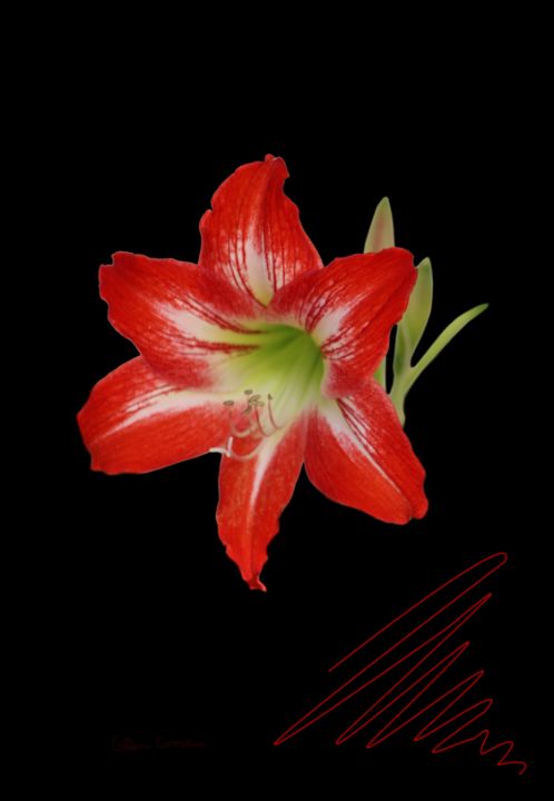 Art of the Day: 'Red Lily on Black Digital Art'. Buy at: ArtPal.com/ButterflysAtti…