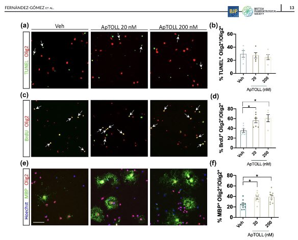 FdeCastroS's tweet photo. 2/2 #ApTOLL diminishes damage in EAE in vivo,promotes OPCs differentiation+#myelin formation in vivo+in vitro in murine & #human OPCs! A collaborative research between @AptaTargets & @InstitutoCajal with a #DoctoradoIndustrial/@ComunidadMadrid Full open-access thanks to @CSIC https://t.co/fverICft8K