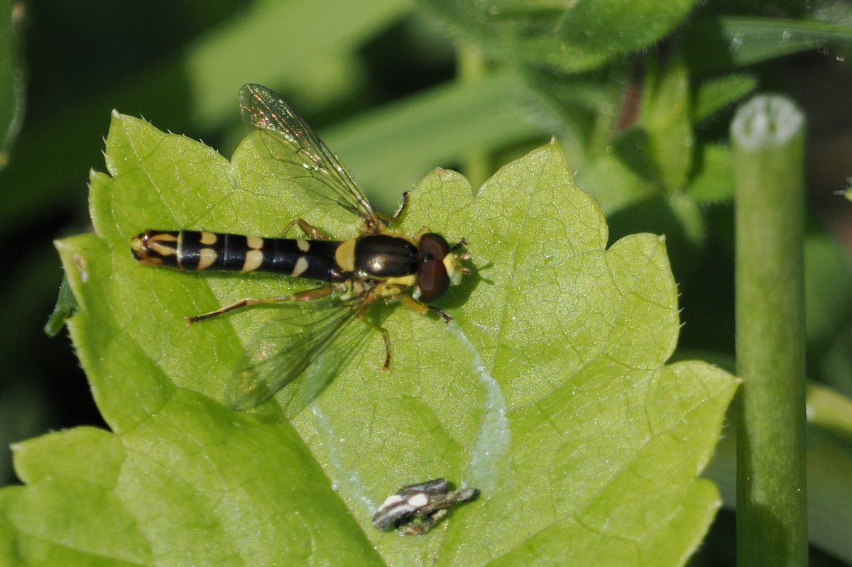 Four from today. Silver Y moth, 2 Spider species and Hoverfly - Sphaerophoria scripta (male?).