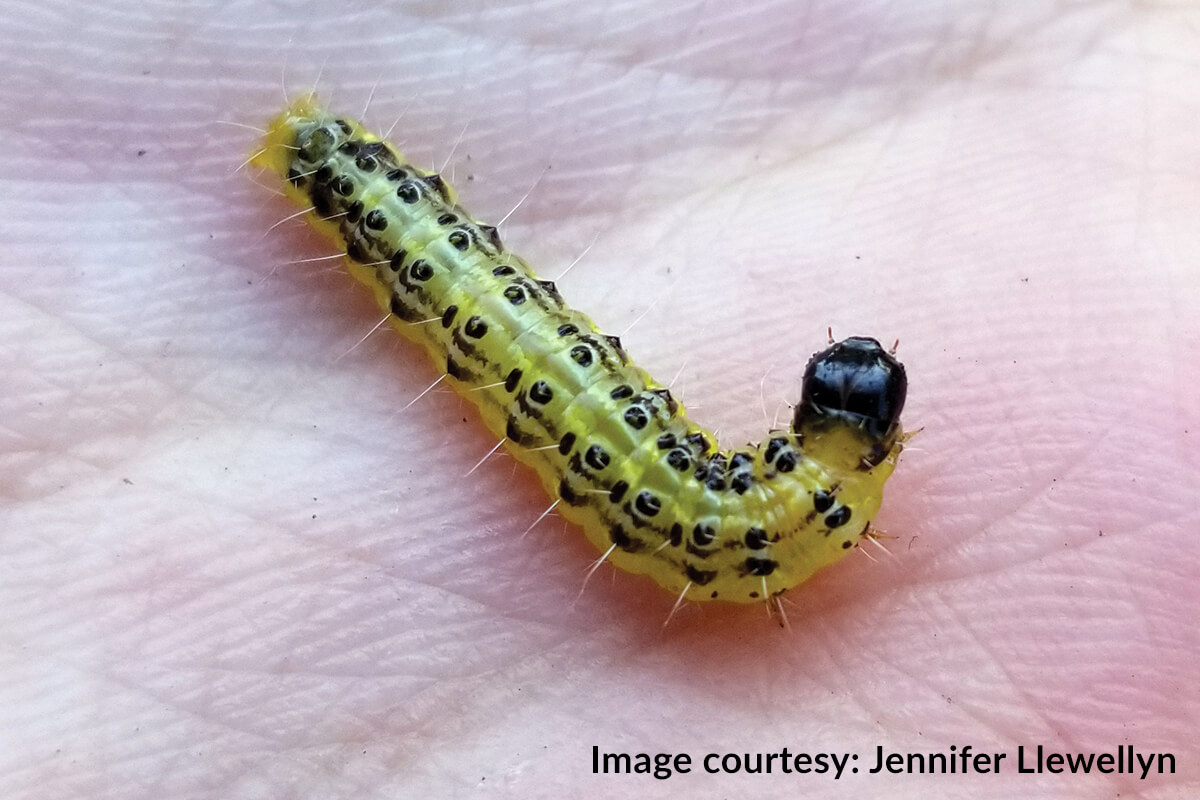 ❗BOX TREE MOTH: A GROWING CONCERN FOR ONTARIO GARDENS

👉 To learn more, identify box tree moth populations and develop best management practices to reduce impact and slow the spread of this invasive species, visit this page: horttrades.com/box-tree-moth-…

#BoxTreeMoth