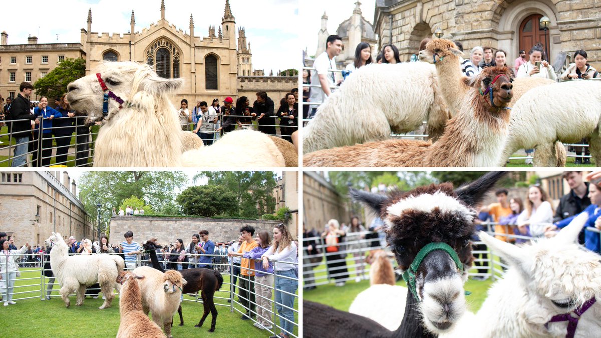 🦙 We're in the middle of #MentalHealthAwarenessWeek, so for our well-being, we went out and got friendly with the visiting herd of alpacas (and one llama!), courtesy of the @bodleianlibs. 📷 Alumni Office / AG