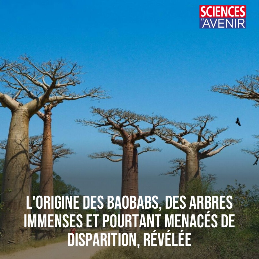 L'origine des baobabs, des arbres immenses et pourtant menacés de disparition, révélée 👉 l.sciencesetavenir.fr/8qN