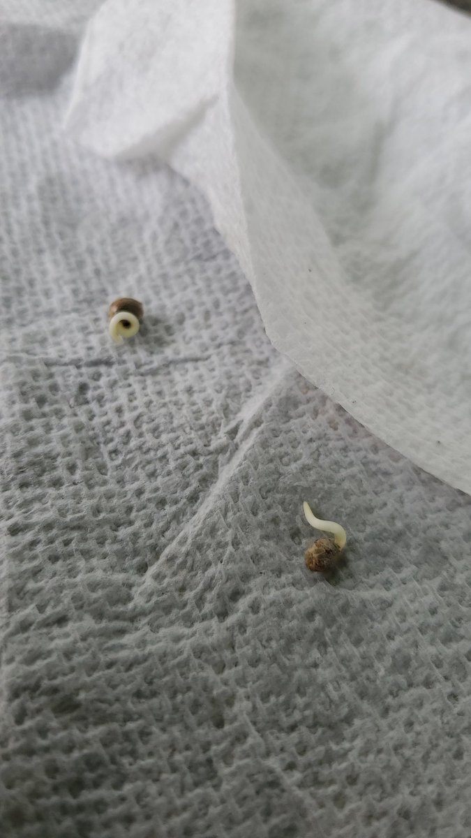 AKAThatGuy330's tweet image. Two little babies on their way...
#Marijuana
#Sprouting
#WatchEmGrow