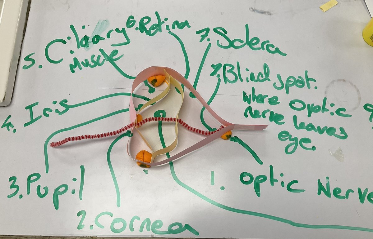 We like to revise in as many different ways as possible.  #PangCollYear10 know the anatomy of the eye!  Well done!  #PangCollScience