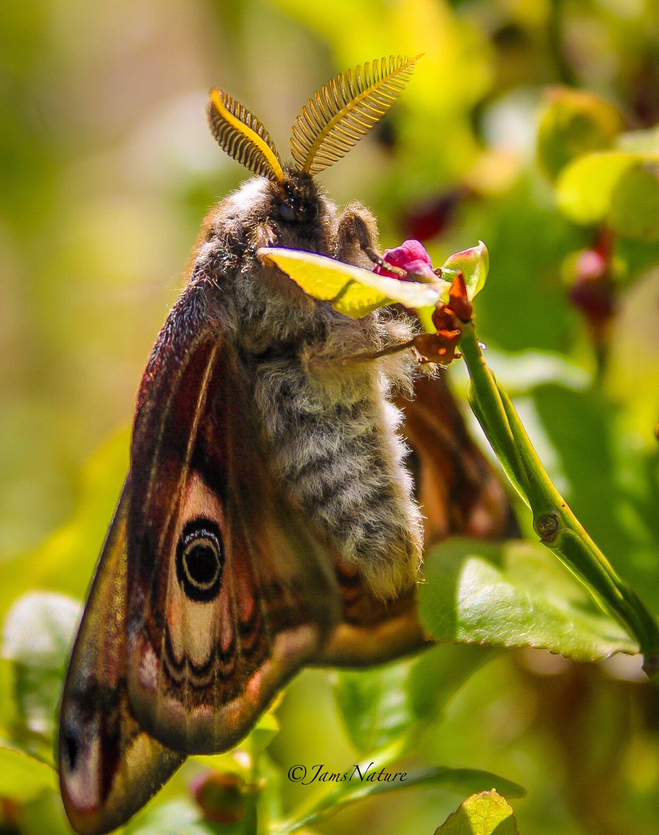 Childhood moth finally found! I’ve waited my whole life to see an Emperor Moth, after seeing a photo of one as a kid and immediately was drawn to them. Heck, I even have an Emperor moth tattooed on my leg! And to finally be able to find one, and photograph it, is wonderful!