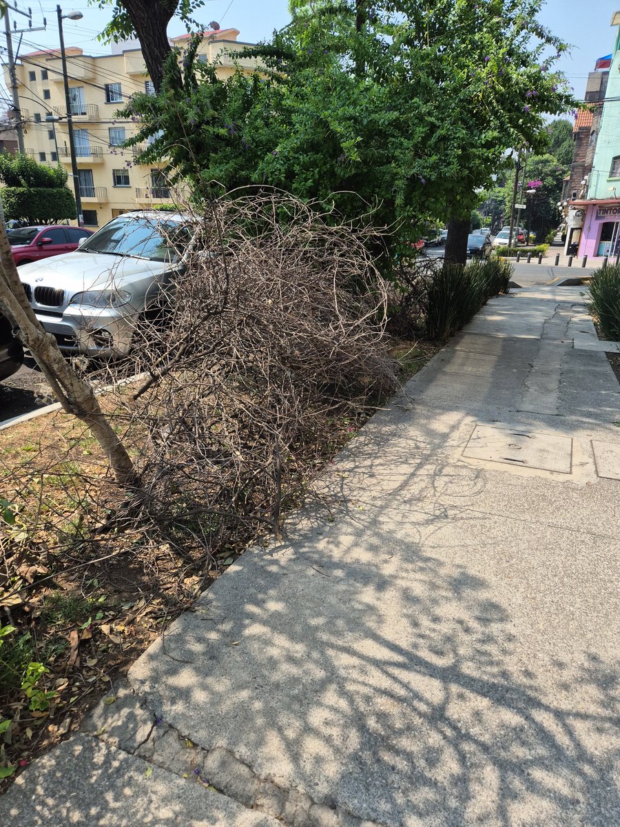 Ainmuebles19's tweet photo. Solicito el apoyo para el retiro de las ramas ya que está afectando a otros árboles y en la acumulación  de basura. Nos apoyaron con la poda de un árbol seco pero dejaron algunas ramas. Enrique Rebsamen 129 @BJAlcaldia @STaboadaMx @LuisMendozaBJ https://t.co/TxoN2S1gNy