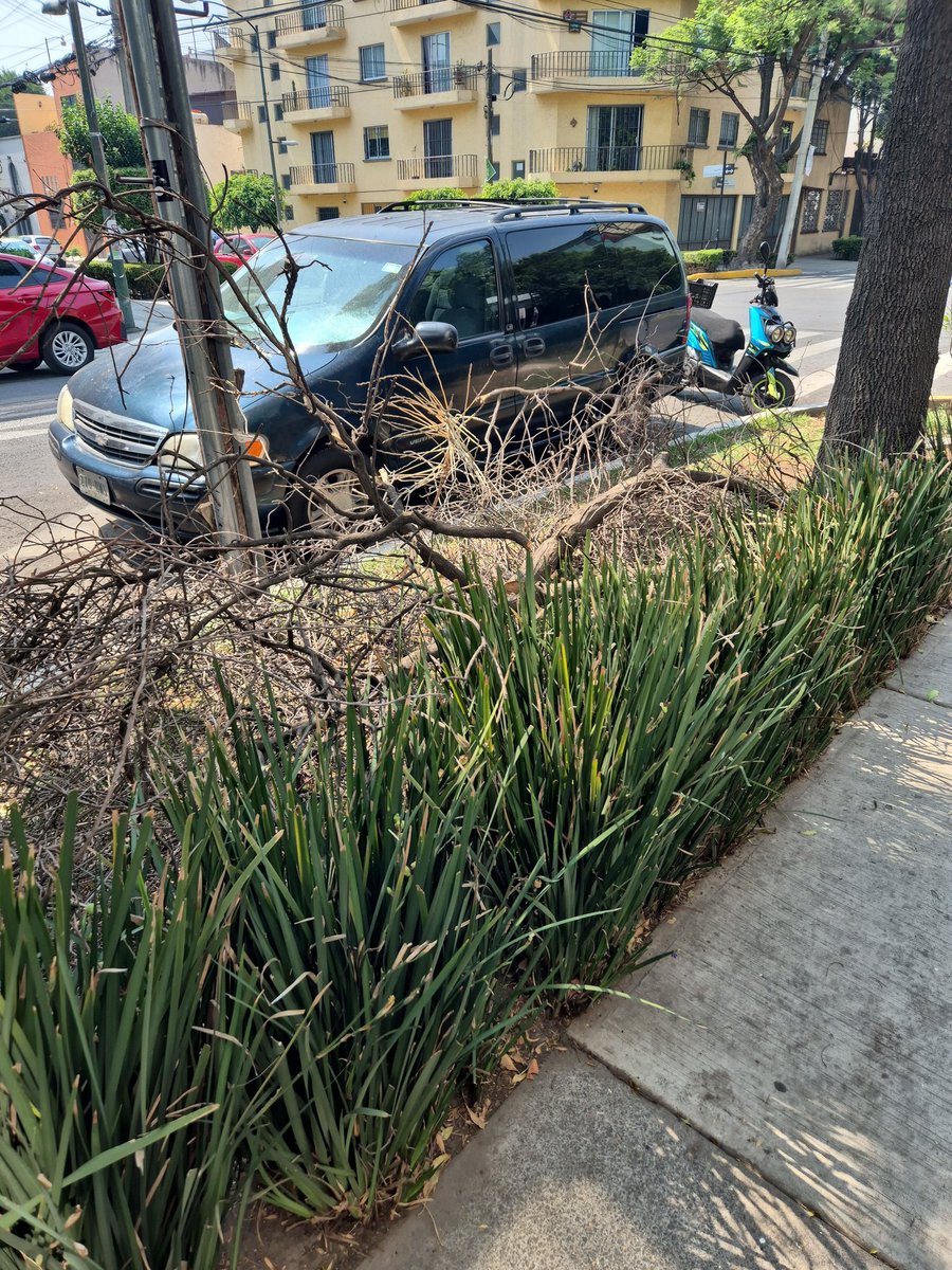 Ainmuebles19's tweet photo. Solicito el apoyo para el retiro de las ramas ya que está afectando a otros árboles y en la acumulación  de basura. Nos apoyaron con la poda de un árbol seco pero dejaron algunas ramas. Enrique Rebsamen 129 @BJAlcaldia @STaboadaMx @LuisMendozaBJ https://t.co/TxoN2S1gNy