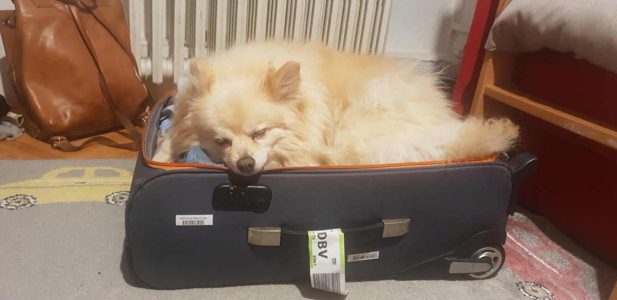 Yesterday i was packing for my school trip and this is the cutest thing i ever seen 
My dog Ava is sleeping in my suitcase 
I dont know what will i do without her 🤭😇
#cute #dog #pet #TravelAndTourWorld #PuppyLove