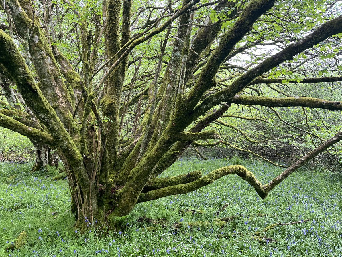 A pleasure to explore Moor Barton Rewilding near Dartmoor today with owner Robin & ecologist Josh - meeting ‘old man willow’, being bowled over by veteran hazel trees & seeing exceptional hazel gloves fungi (thanks to @bernoid⁩ for the tip-off!)