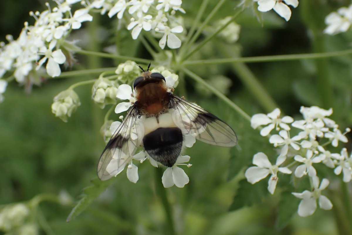 Love these the smart looking Hoverfly Leucozona lucorum @NENature_