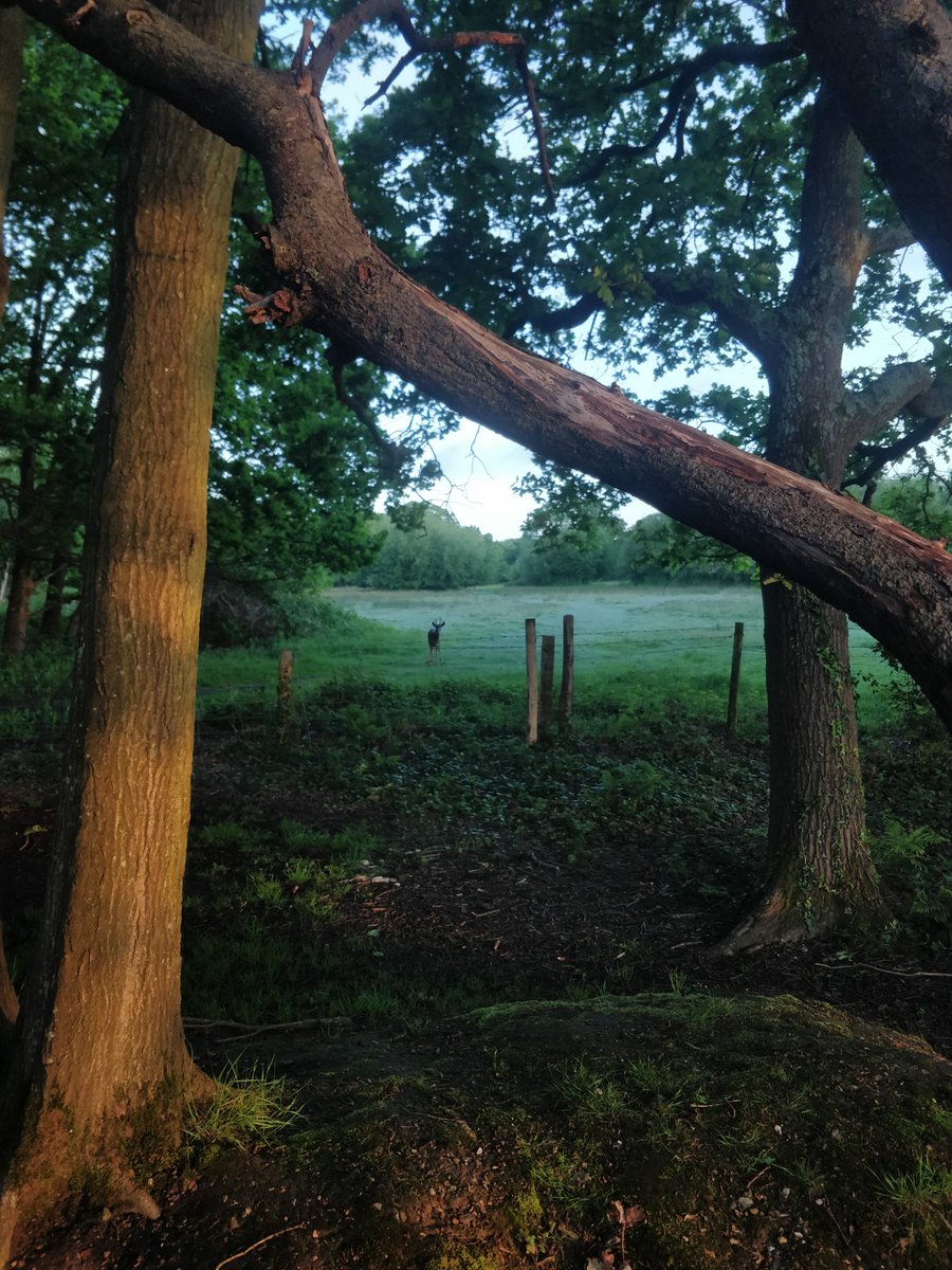 Dawn Chorus at Hamble Common