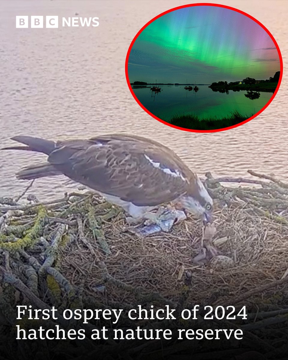 Welcome to the world, little one 🐣 The first osprey chick of the year has hatched at Rutland Water Nature Reserve during the stunning display of the Northern Lights! ✨ Read more: bbc.in/3WHOIo5