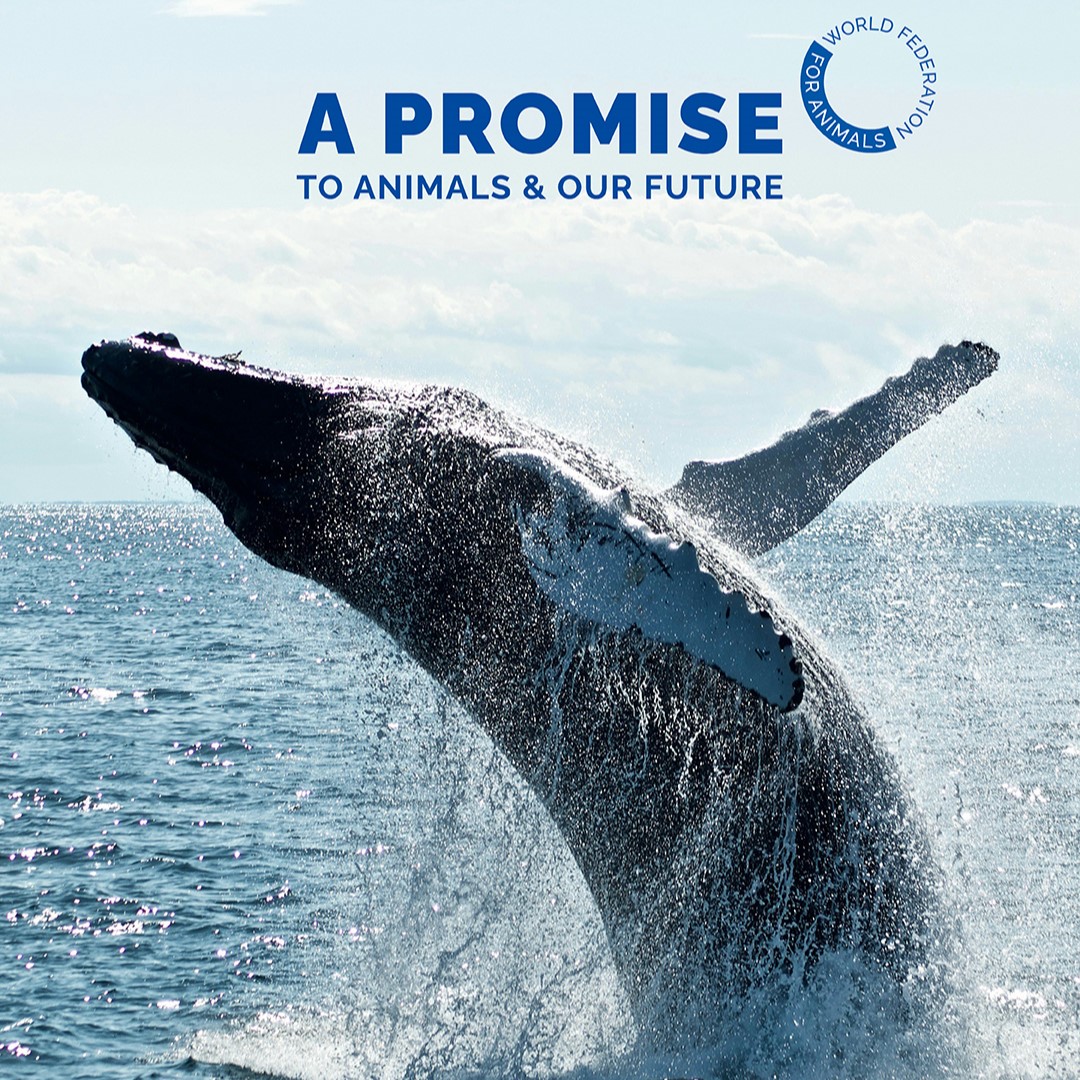 Whales are vital in the fight against climate change 🐋. They boost phytoplankton growth, which absorbs 40% of the carbon produced globally! Together w/ @WrldFed4Animals, we're showing how protecting #AnimalWelfare is crucial to #SustainableDevelopment!