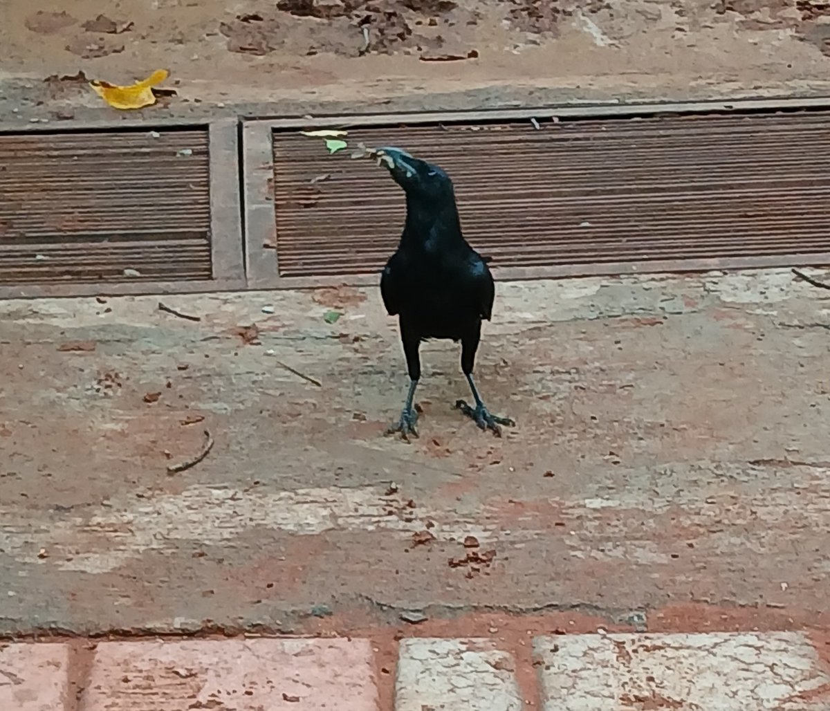 A crow & a hornbill competing to catch the winged ants emerging after first rains. The crow dominated. #backyardbirds #IndiAves #drama #TwitterNatureCommunity #birdwatching