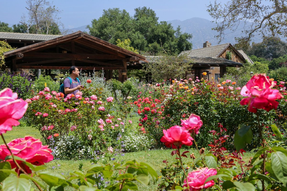 Wednesdays are meant for wandering 🌹 Don't miss the best of #roseseason this month at Descanso! 

Take a stroll or sit under one of the many rose-covered arbors in our five-acre #RoseGarden.

Descanso is open daily from 9am to 7pm.