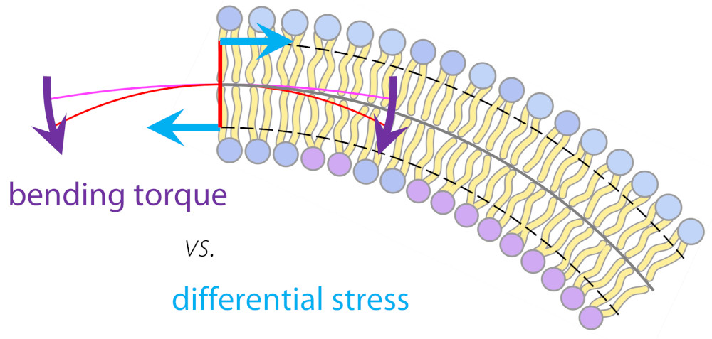 Hello, my absolutely lovely membrane peeps! Would you maybe, pretty-please, let me proudly steer you to a MINI-REVIEW I recently wrote? It’s on asymmetric membranes in general, and differential stress in particular—subjects that I am massively interested in right now! 1/26