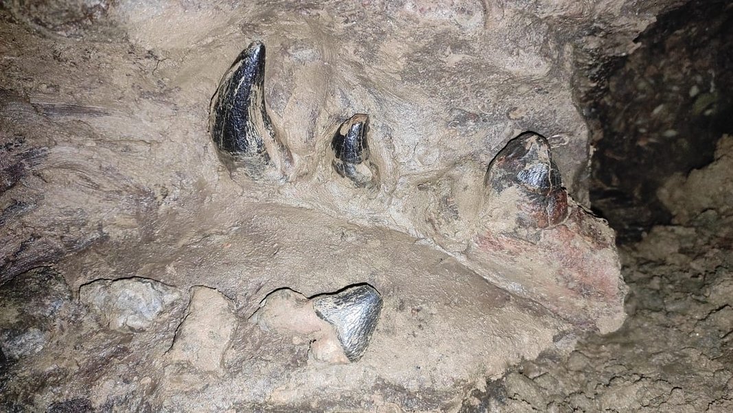 A 35-million-year-old fossil has been discovered in Meghalaya by the Core Geo Expedition team, potentially the first of its kind in India! #FossilDiscovery #sciencenews #meghalaya #Bharat