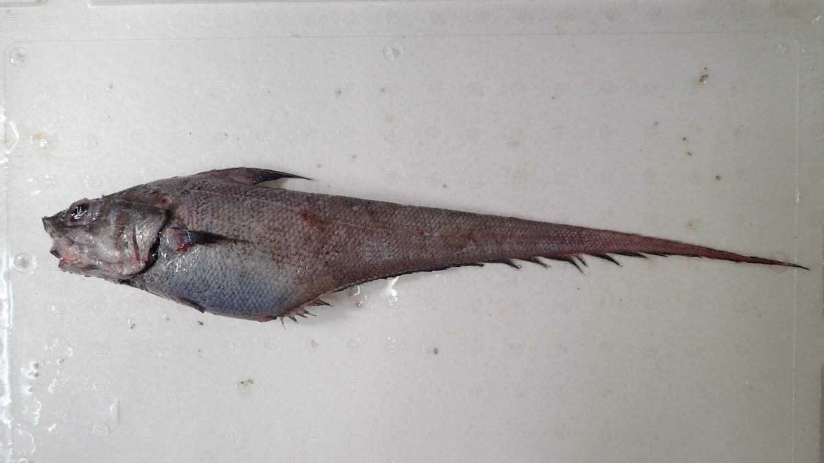 taxafish's tweet photo. 今日の
-750 m
#Macrouridae #NorthPacific #fishdiversity https://t.co/Vt4iW3awvH