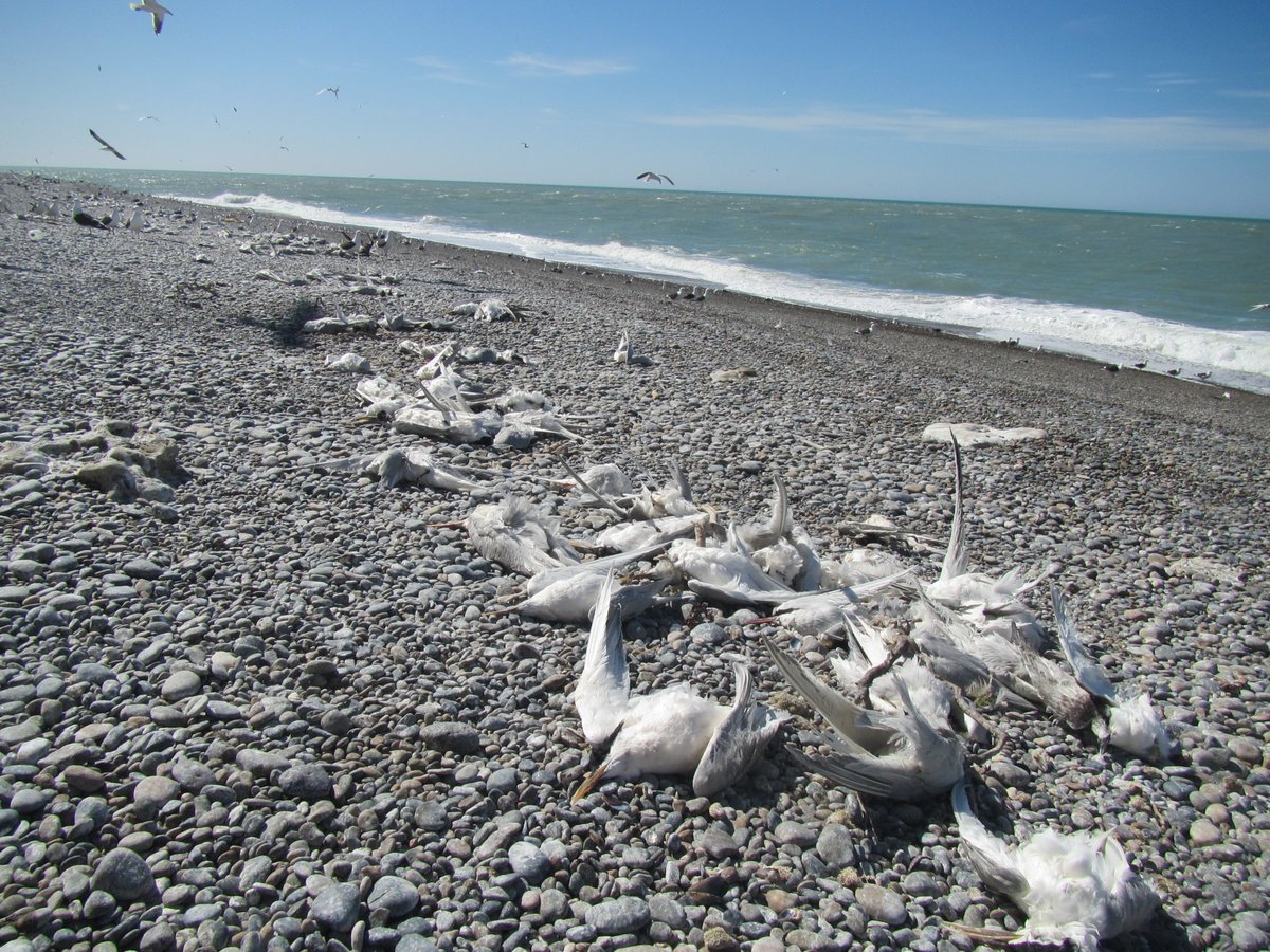 One Health Institute (OHI) tweet media