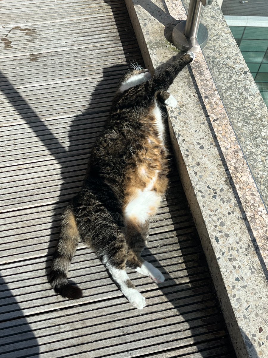 Flat out soaking up some Vitamin D🐾😊☀️

#RelaxationMode #CatsofTwitter