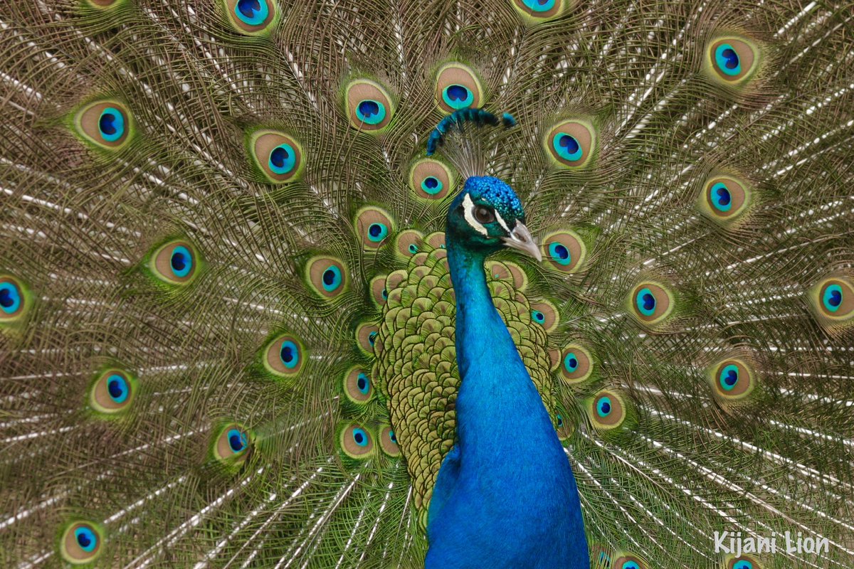 It’s #WildlifeWednesday! Here’s my best 📸 of a unique bird, the Indian (blue) peacock, with its beautiful 6-foot train on full display.

Only males have these feathers, for courtship rituals & displays of dominance. 

My local zoo has free-roaming peafowl, always a joy to see ❤️