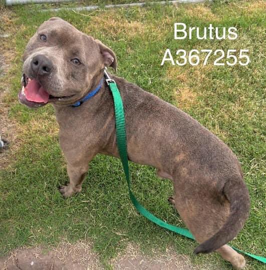 BRUTUS #A367255 3yo,is a sweet boy that will b the best friend u ever had if u save his precious life 💔 Sweet,smiling boy, little anxious at shelter,but he will b a fabulous companion. PLZ #ADOPT #FOSTER OR #PLEDGE TO ATTRACT A RESCUE 🛟 #CorpusChristi #Texas PLZ save Brutus