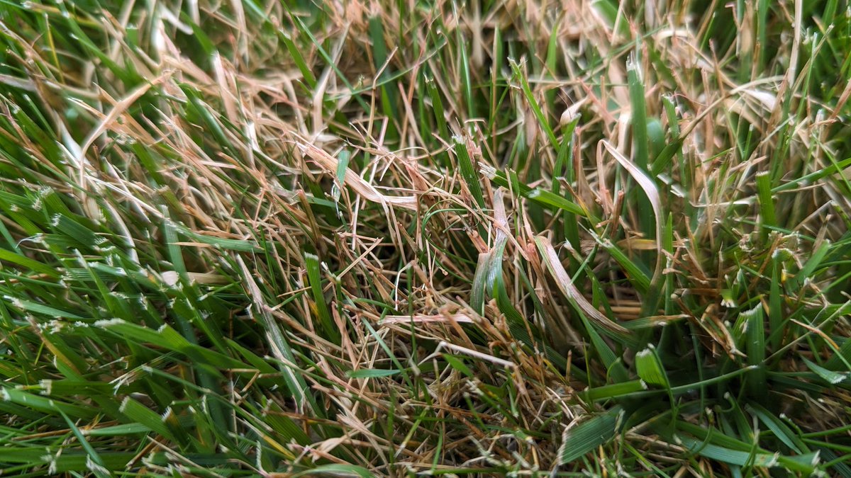 I'm seeing lots of red thread and rough bluegrass in Southeast PA lawns.  Rough blue is light green and grows in patches.  Please reply to this post if you know of a selective way to get rid of it in cool season turf grasses