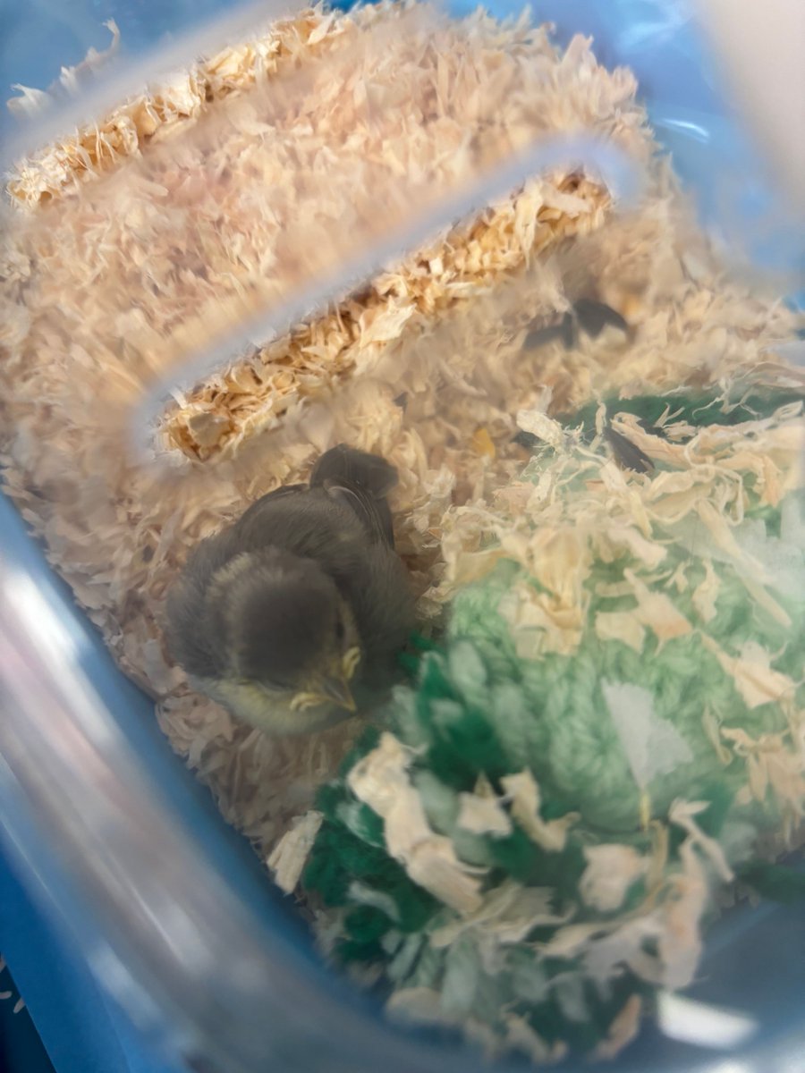 A baby Bluetit fell out of his nest in the EYFS outdoor area. The children loved looking at him and were so quiet and sensible while we waited for him to go to a bird sanctuary. He has kept the name Stanley and is going to be well looked after! 

Amy Law 
Reception Class Teacher
