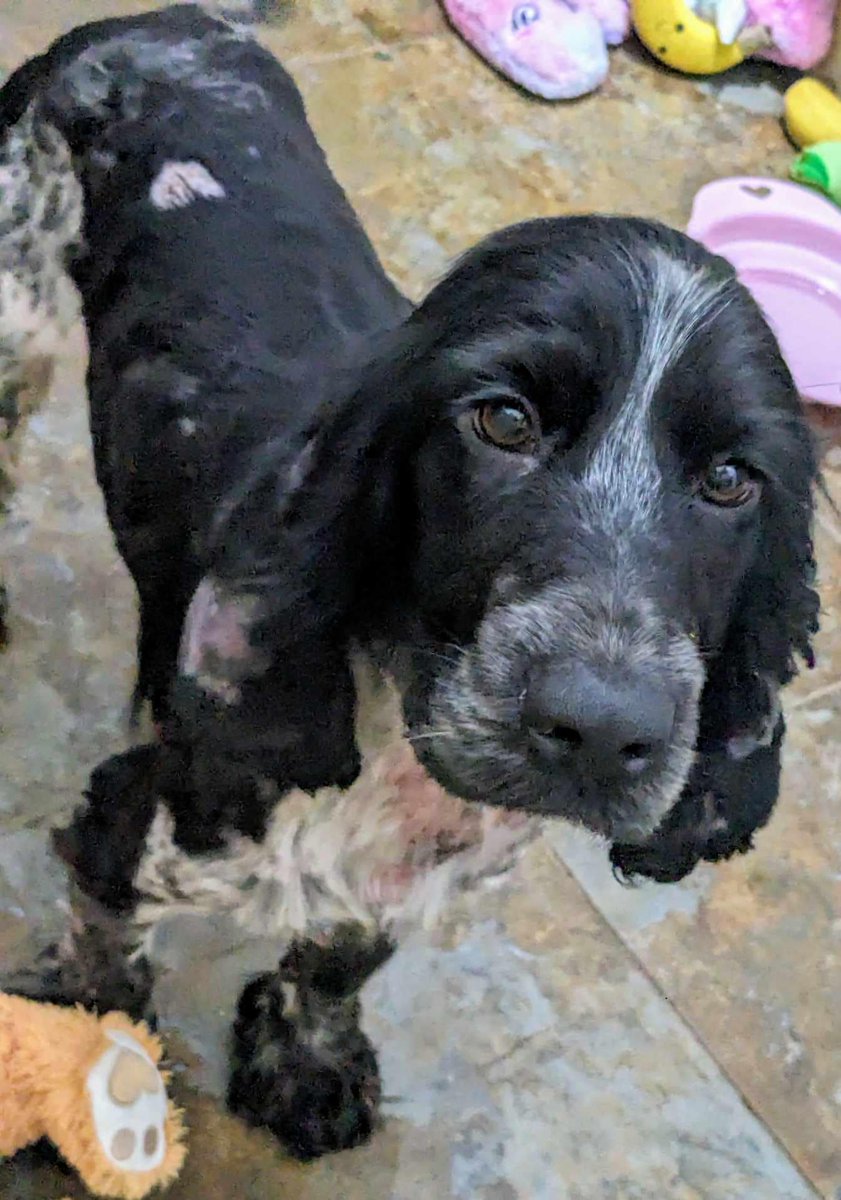 Please retweet to help Ollie find a home #CARMARTHENSHIRE #WALES #UK Please meet Ollie the 3y.o Cocker Spaniel who is yet another unclaimed stray. Ollie arrived in our care in shocking condition, another that was so matted, he had sore weeping skin and was very underweight. It
