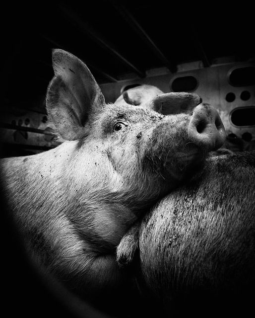 Kill me in the darkness And all will be forgotten But shine a light upon my death And I will be everywhere And justice will be my name 53 of the Pigoneer pigs survived a slaughterhouse. The least we can do is support them Join the Pigoneers⬇️ globalvegancrowdfunder.org/pigoneer-2000-…