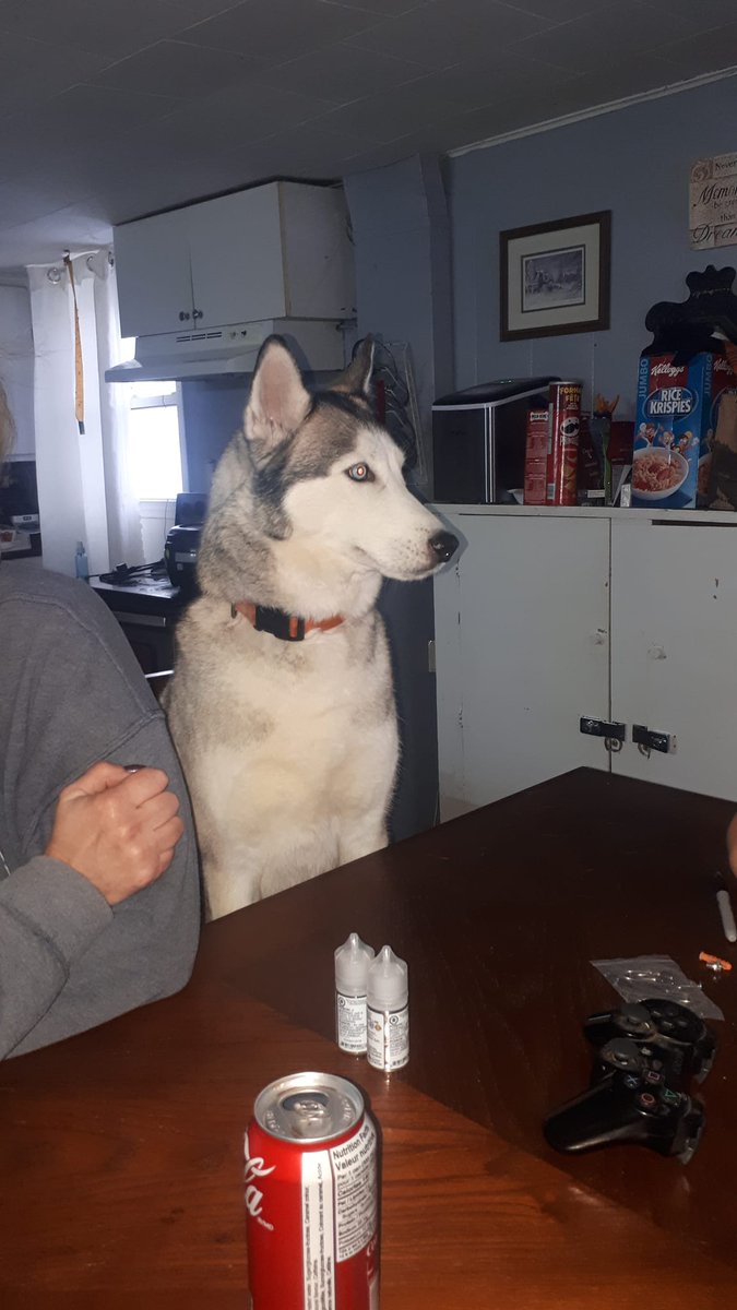 Aspen is BACK HOME! Grey & white husky went missing May 12 in the Wellington Rd 7 / Ponsonby Public School area. @dmdice @robinson4206 @YES_2_McElderry @Sean_Maxwell @SaxChixPix