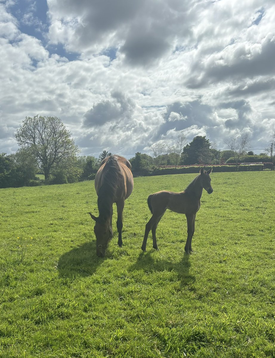 La Bague au roi enjoying the sunshine with her three day old filly foal by Blue Bresil @RathbarryStud